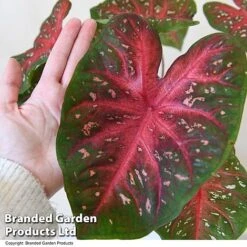 Caladium Heart To Heart® 'Fast Flash' -NAOMI Plant Shop CALA H2HFASTFL T43459