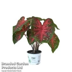 Caladium Heart To Heart® 'Fast Flash' -NAOMI Plant Shop CALA H2HFASTFL T43460