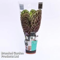 Calathea Makoyana -NAOMI Plant Shop CALA MYKON14CM WKF1142 A