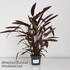 Calathea Rufibarba -NAOMI Plant Shop CALA RUFIB12CM T44191