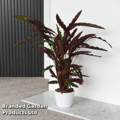 Calathea Rufibarba -NAOMI Plant Shop CALA RUFIBARBA T44192