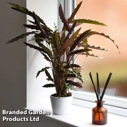 Calathea Rufibarba -NAOMI Plant Shop CALA RUFIBARBA T44196