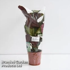 Calathea Picturata 'Argentea' -NAOMI Plant Shop CALA SILVE12CM T45167G