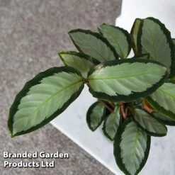 Calathea Picturata 'Argentea' -NAOMI Plant Shop CALA SILVERVAR T45171C