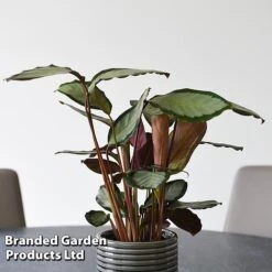 Calathea Picturata 'Argentea' -NAOMI Plant Shop CALA SILVERVAR T45173A