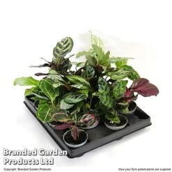 Calathea Makoyana Starter Mix -NAOMI Plant Shop CALA STARTE6CM T47654