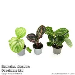 Calathea Makoyana Starter Mix -NAOMI Plant Shop CALA STARTE6CM T47655