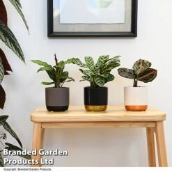 Calathea Makoyana Starter Mix -NAOMI Plant Shop CALA STARTERMX T47657