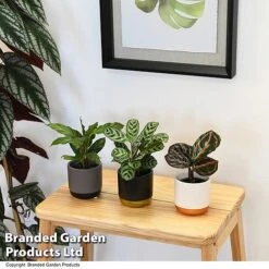 Calathea Makoyana Starter Mix -NAOMI Plant Shop CALA STARTERMX T47658