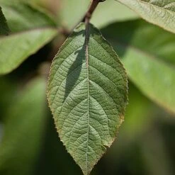 Callicarpa Bodinieri 'Imperial Pearl' -NAOMI Plant Shop CALL IMPERIALP S45267 NOW