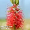 Callistemon Laevis