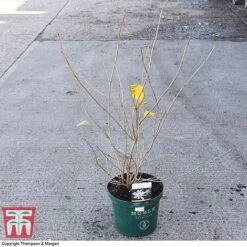 Calycanthus 'Venus' -NAOMI Plant Shop CALY 68284 A