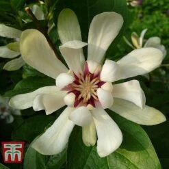 Calycanthus Duo -NAOMI Plant Shop CALY KA9176 D
