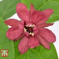 Calycanthus Duo -NAOMI Plant Shop CALY KA9176 E