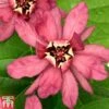 Calycanthus X Raulstonii 'Hartlage Wine'
