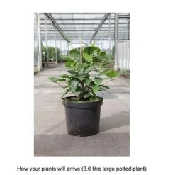 Calycanthus 'Venus' -NAOMI Plant Shop CALY T68284 B h