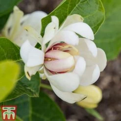 Calycanthus 'Venus' -NAOMI Plant Shop CALY T68284 C