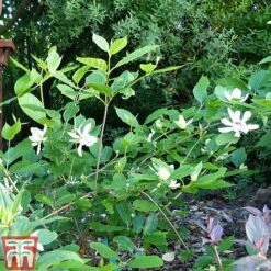 Calycanthus 'Venus' -NAOMI Plant Shop CALY T68284 D