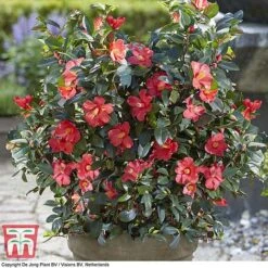 Camellia '1001 Summer Nights' Jasmine -NAOMI Plant Shop CAM WKB6245 G