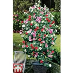 Camellia 'Tricolour' -NAOMI Plant Shop CAME T44757 E