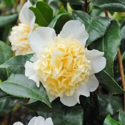Camellia 'Brushfield's Yellow' -NAOMI Plant Shop CAME T70863 C