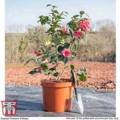 Camellia Japonica 'Doctor King' -NAOMI Plant Shop CAME WKB8709 L