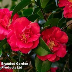 Camellia 'Blooming Wonder Red' -NAOMI Plant Shop CAME 20BLOOMSR L14711
