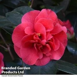 Camellia 'Blooming Wonder Red' -NAOMI Plant Shop CAME 20BLOOMSR T14439
