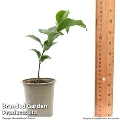 Camellia Japonica 'Doctor King' -NAOMI Plant Shop CAME DRKING9CM T47641