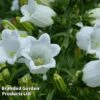 Campanula Medium White