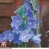 Campanula Persicifolia 'Blue Bell'