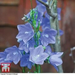 Campanula Persicifolia 'Blue Bell'