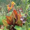 Canna Tropicanna