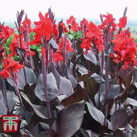 Canna 'Tropicanna Black' 2 Canna 'Tropicanna Black' - Image 2