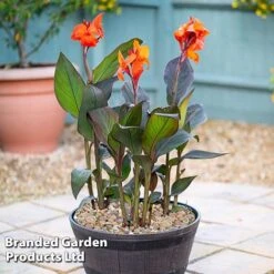 Canna X Generalis 'Cannova Collection' -NAOMI Plant Shop CANN CANNBRONZ U34357
