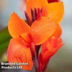 Canna X Generalis 'Cannova Collection' -NAOMI Plant Shop CANN CANNBRONZ U34358