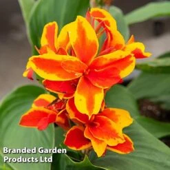 Canna X Generalis 'Cannova Collection' -NAOMI Plant Shop CANN REDGOLDFL T407131
