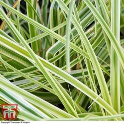 Carex 'Feather Falls' -NAOMI Plant Shop CARE 0821 A2