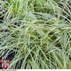 Carex 'Feather Falls' -NAOMI Plant Shop CARE 0821 A3
