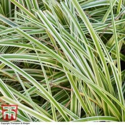 Carex 'Feather Falls' -NAOMI Plant Shop CARE 0821 A4