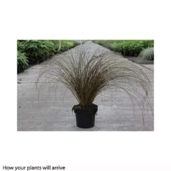 Carex 'Milk Chocolate' -NAOMI Plant Shop CARE T66100 A h