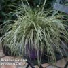 Carex Oshimensis 'Evercream'