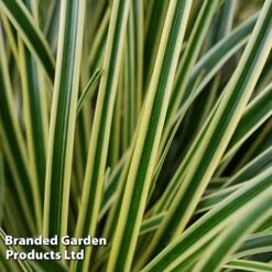 Carex Oshimensis 'Evercream' -NAOMI Plant Shop CARE EVERCREAM S45274