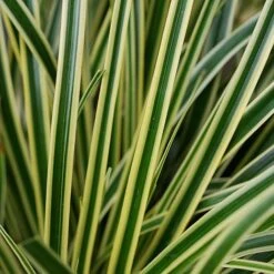 Carex Oshimensis 'Evercream' -NAOMI Plant Shop CARE EVERCREAM S45274 NOW