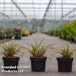 Carex Morrowii 'Everglow' (Evercolour Series) -NAOMI Plant Shop CARE EVERGLO3L S30712