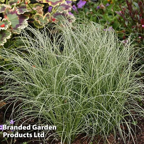 Carex Comans 'Frosted Curls' 1 Carex Comans 'Frosted Curls'