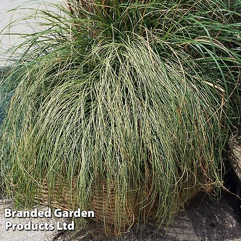 Carex Comans 'Frosted Curls' 2 Carex Comans 'Frosted Curls' - Image 2