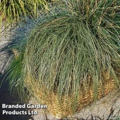 Carex Comans 'Frosted Curls' 8 Carex Comans 'Frosted Curls' -NAOMI Plant Shop CARE FROSTCURL S43375