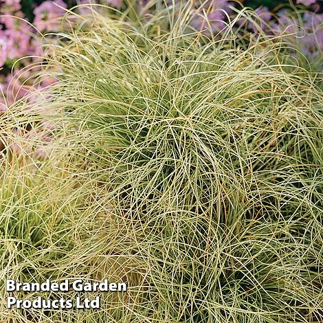 Carex Comans 'Frosted Curls' 4 Carex Comans 'Frosted Curls' - Image 4