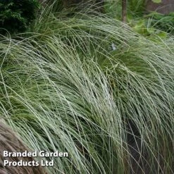 Carex Comans 'Frosted Curls' 10 Carex Comans 'Frosted Curls' -NAOMI Plant Shop CARE FROSTCURL S43377